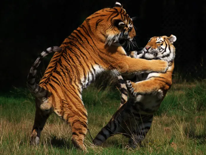 The Siberian tiger is the largest and palest subspecies of tiger. (Photo credit: ? 2015 Thinkstock)
