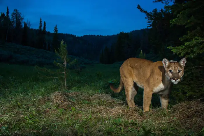 Mountain lion at night.??(photo credit: Neal Wight)