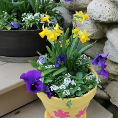How to Plant Beautiful & Full Flower Pots