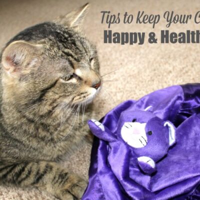 Tips to keep your cat happy and healthy