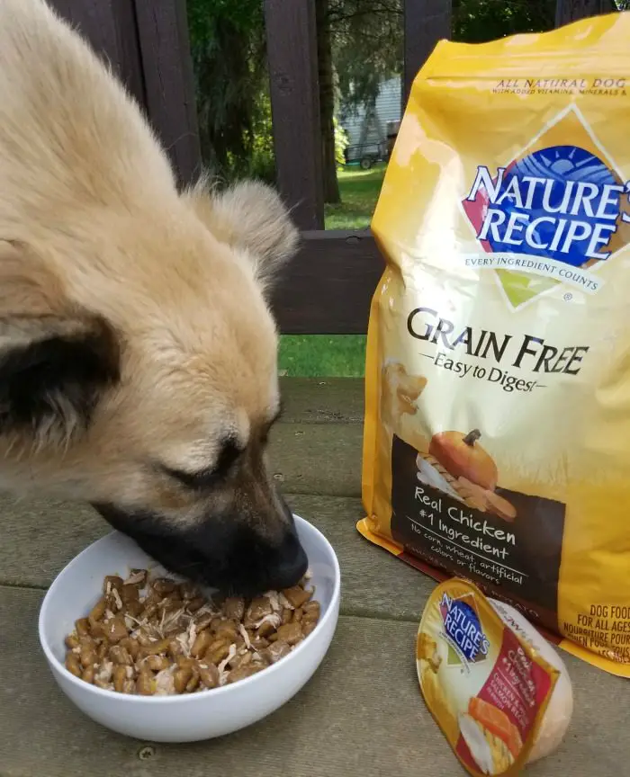 Introducing New Food to your Dog
