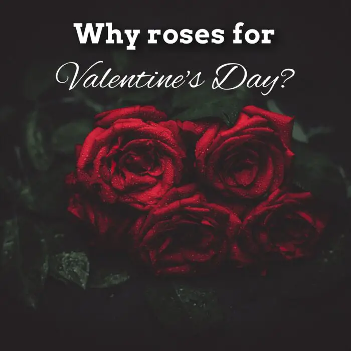 why roses for valentine's day