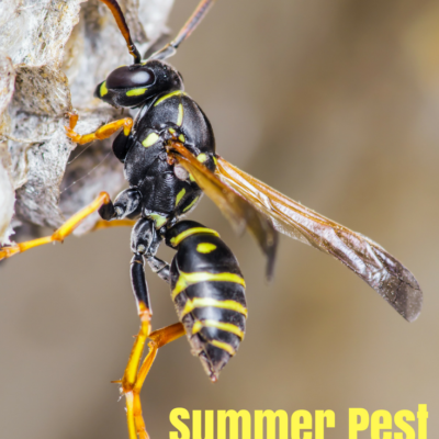 Summer Pest Control