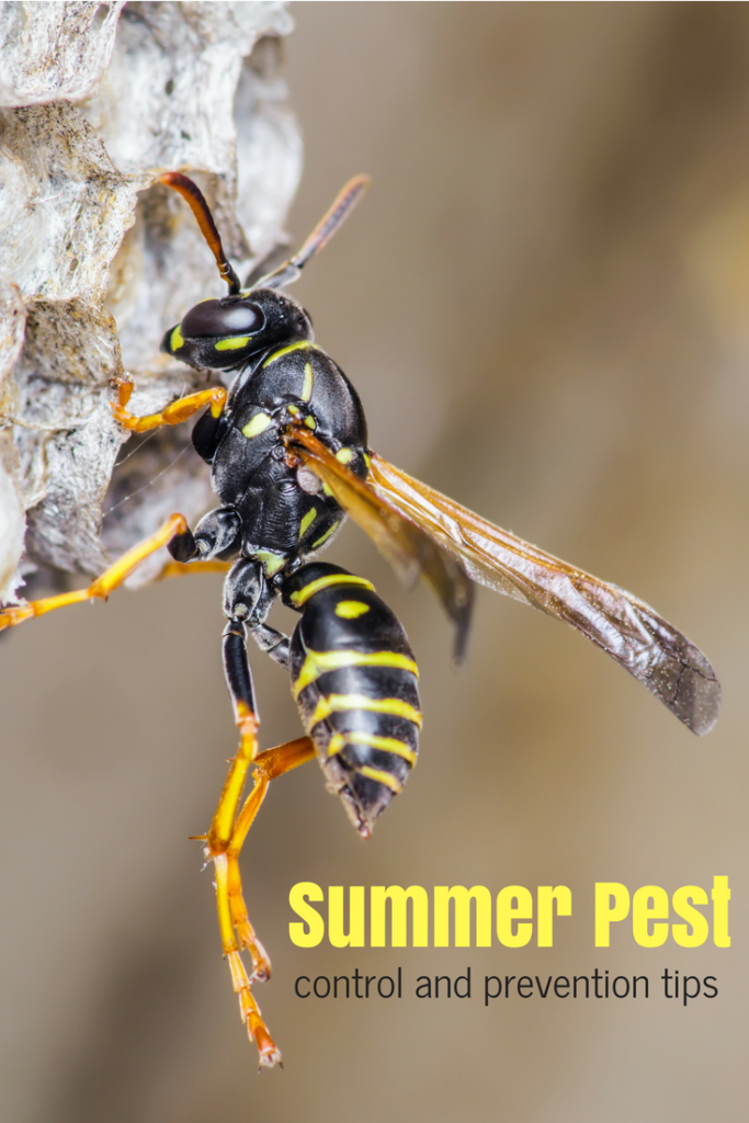 Summer Pest Control
