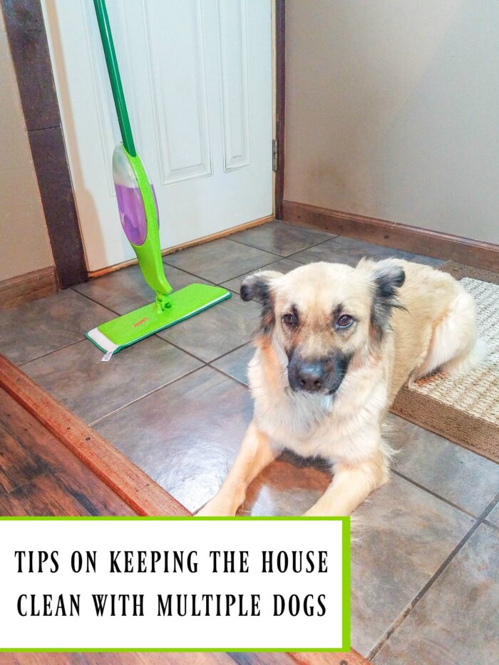 tips for keeping the house clean with multiple dogs