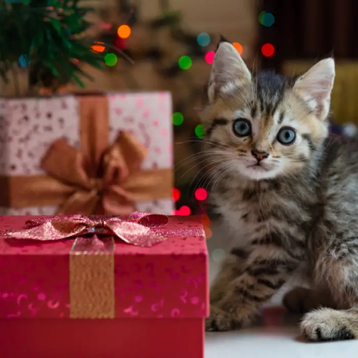 christmas safety tips for pet owners