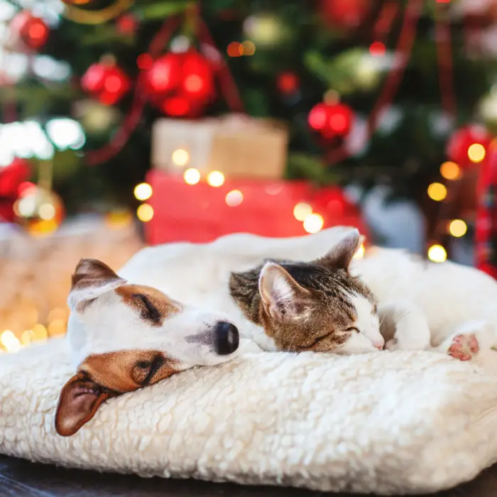 Christmas Safety Tips For Pet Owners