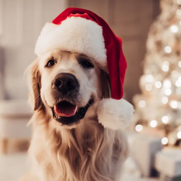 christmas safety tips for pet owners