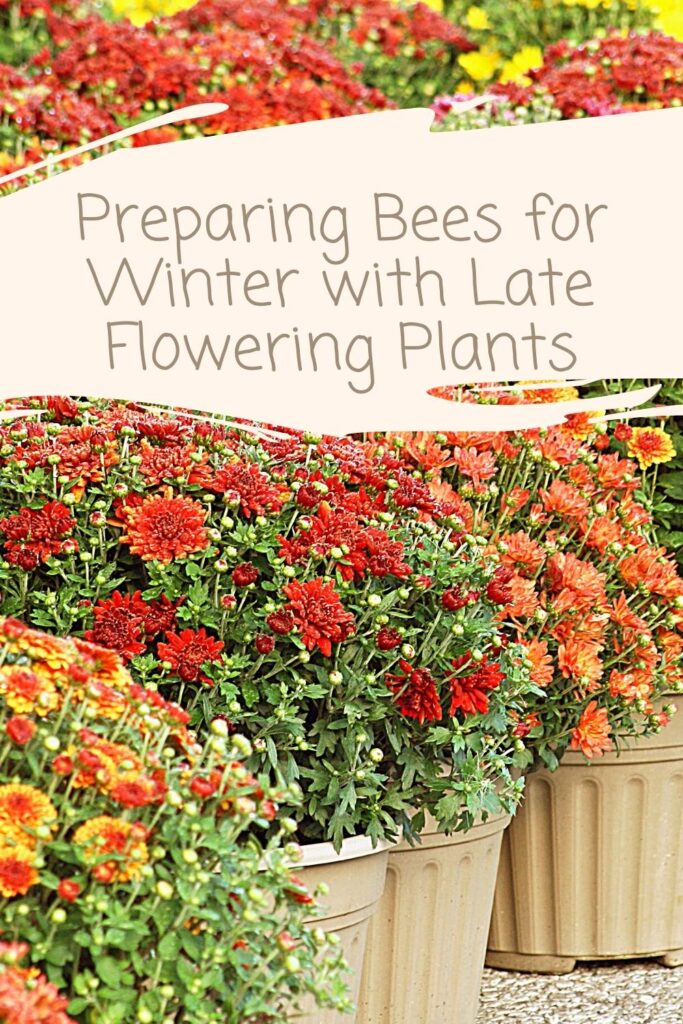 Preparing Bees for Winter with Late Flowering Plants