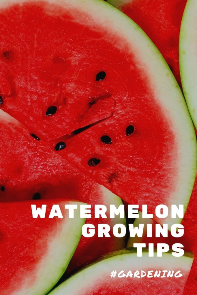 watermelon growing tips