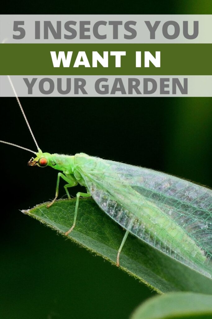 5 insects to welcome to your garden