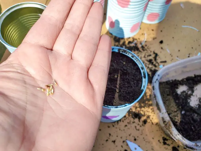 Filling Cans with seeds