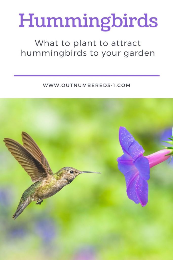 Plants to Attract Hummingbirds
