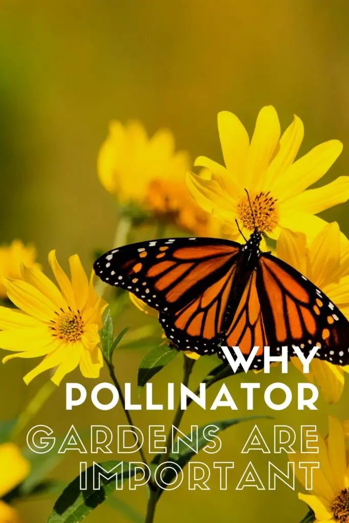 Why are Pollinator Gardens Important?