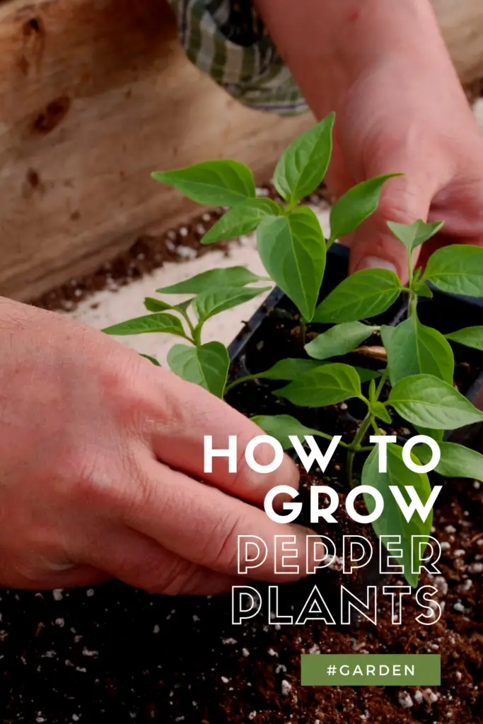 Tips for Growing Peppers