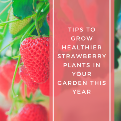 Tips to Grow Healthier Strawberries