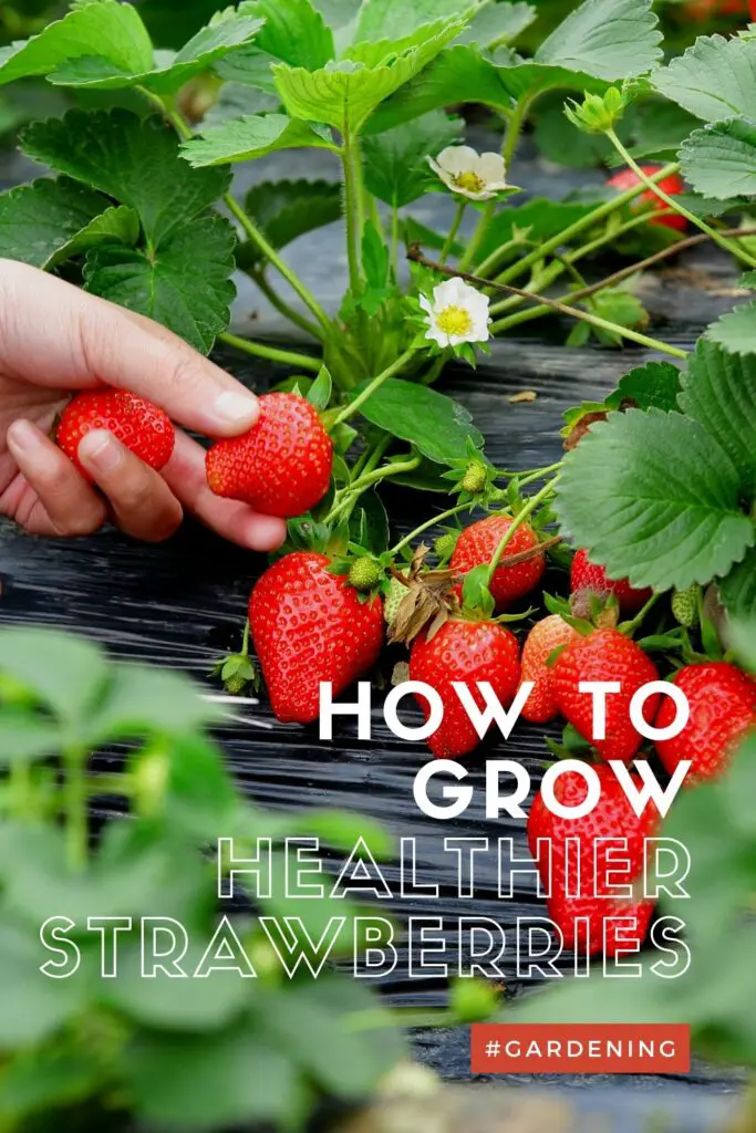 Tips to Grow Healthier Strawberries