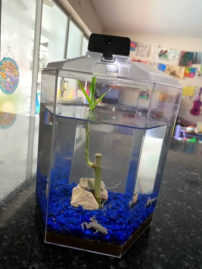 Froggy’s Lair Introduces Kids To African Dwarf Frogs in a Biosphere!