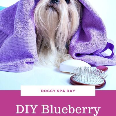 DIY Blueberry Facial for Dogs