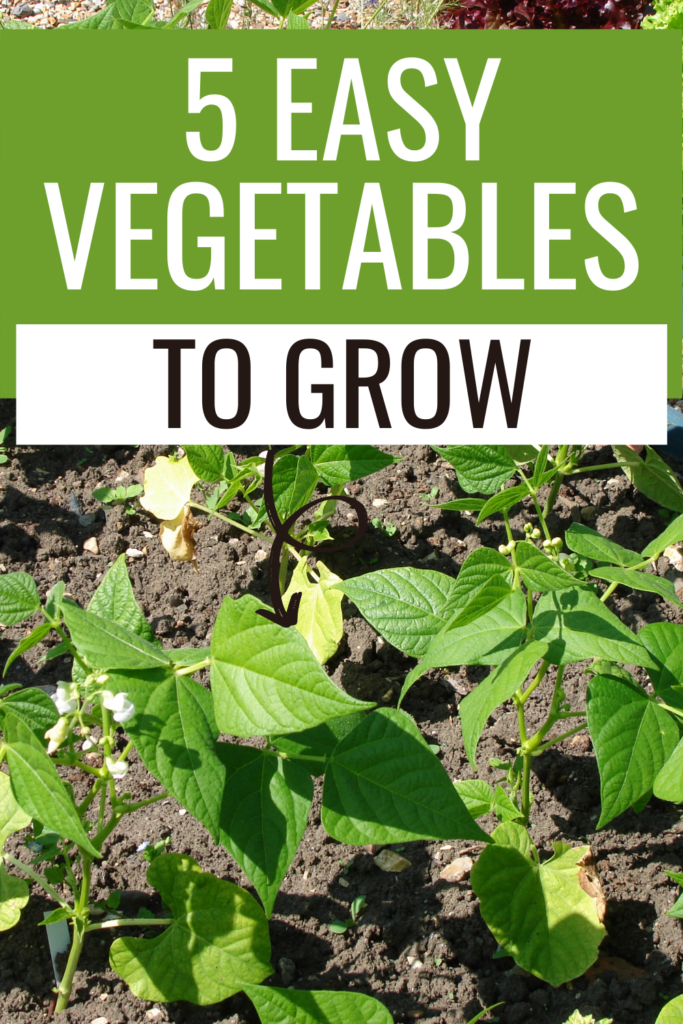 Easy Veggies to Grow