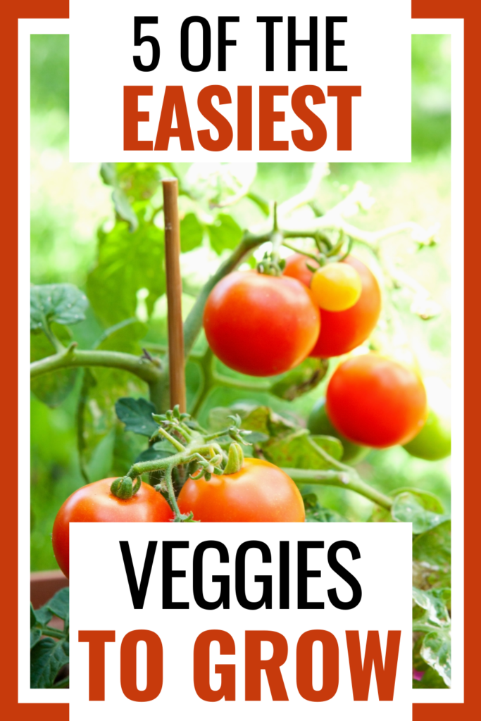 5 Easy Veggies to Grow in Your Garden